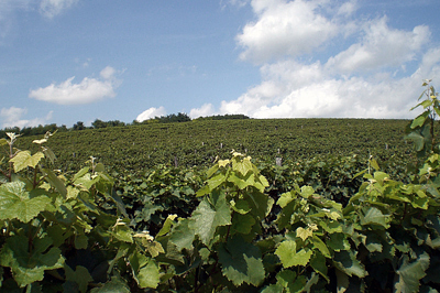 Transcending Category